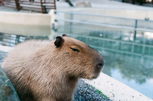 Hình nền capybara 82