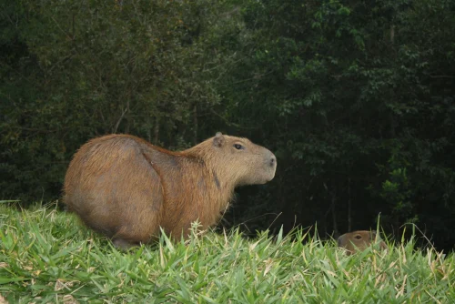 Hình nền capybara 83