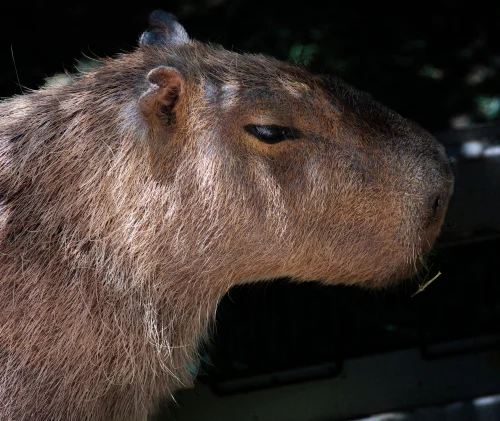 Hình nền capybara 84