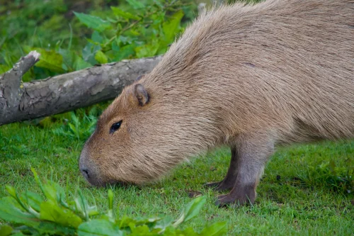 Hình nền capybara 85