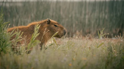 Hình nền capybara 86