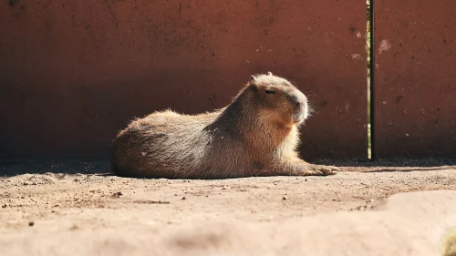 Hình nền capybara 87