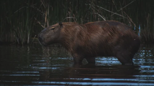 Hình nền capybara 88