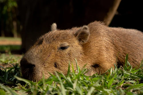 Hình nền capybara 89