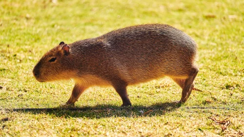 Hình nền capybara 90