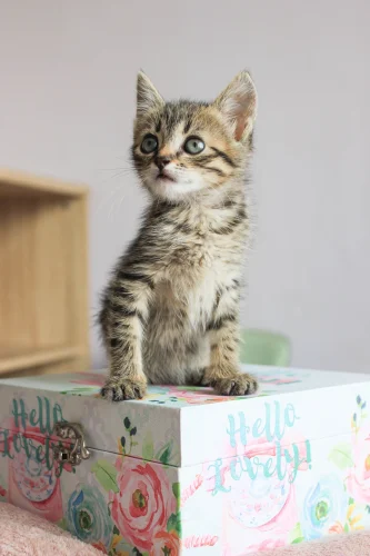 Hình nền chibi 22