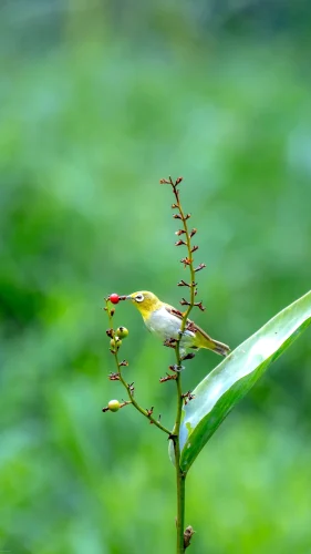 Hình nền chim 34