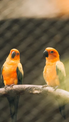 Hình nền chim 91