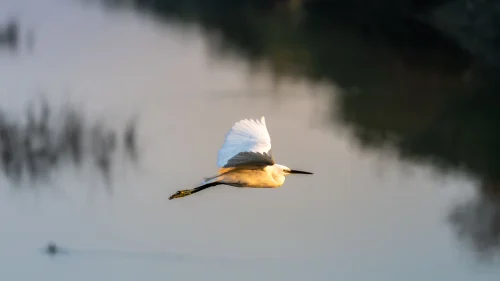 Hình nền chim 78