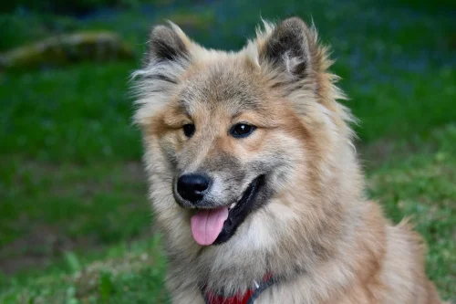 Hình nền chó 162