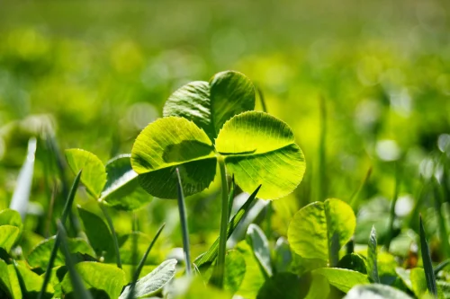 Hình nền cỏ 4 lá 7