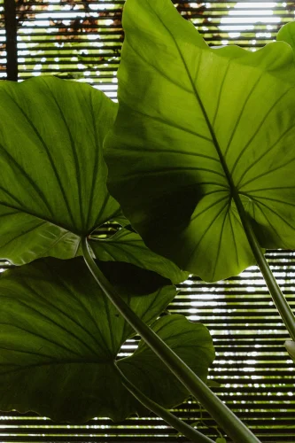 Hình nền cỏ 4 lá 17