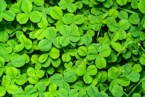 Hình nền cỏ 4 lá 12
