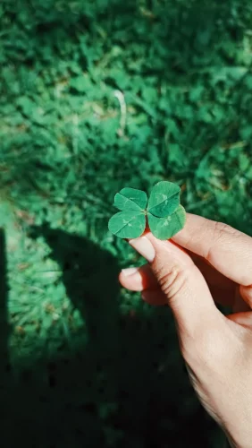 Hình nền cỏ 4 lá 21