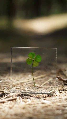 Hình nền cỏ 4 lá 31