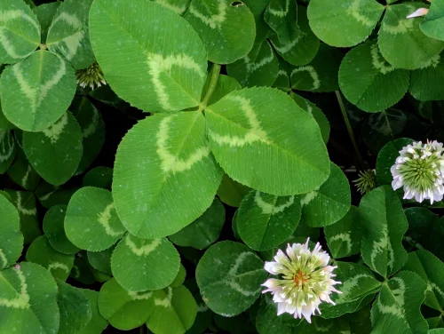 Hình nền cỏ 4 lá 19