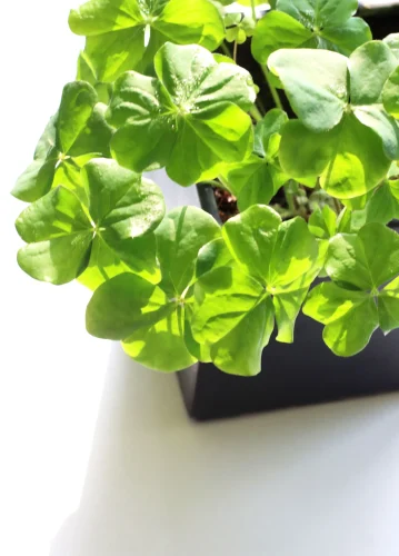 Hình nền cỏ 4 lá 33