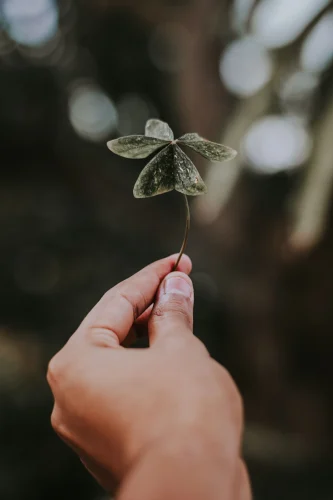 Hình nền cỏ 4 lá 36