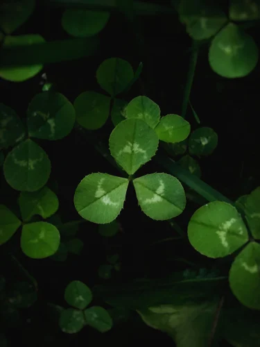 Hình nền cỏ 4 lá 39