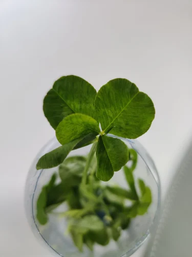 Hình nền cỏ 4 lá 45