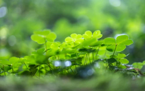 Hình nền cỏ 4 lá 33