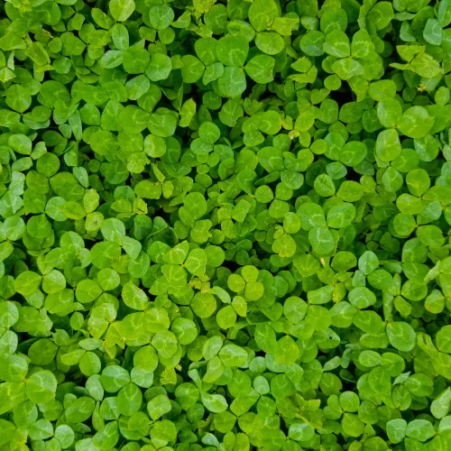 Hình nền cỏ 4 lá 73