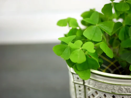 Hình nền cỏ 4 lá 39
