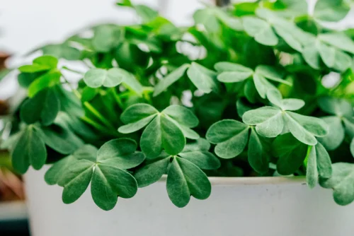 Hình nền cỏ 4 lá 42