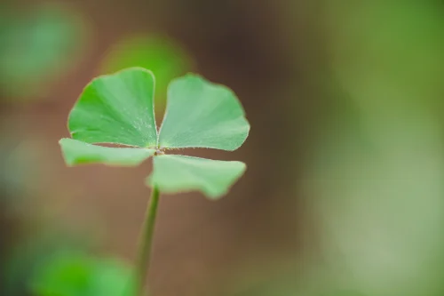 Hình nền cỏ 4 lá 44