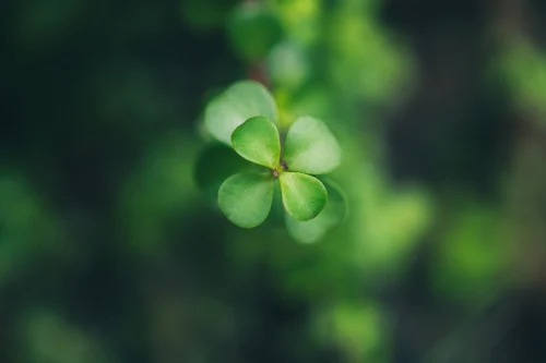 Hình nền cỏ 4 lá 47