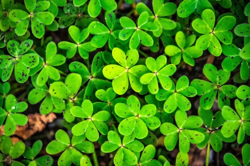 Hình nền cỏ 4 lá 50