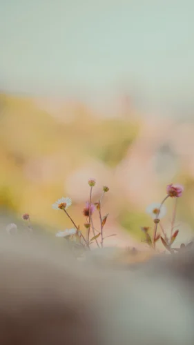 Hình nền cute 63