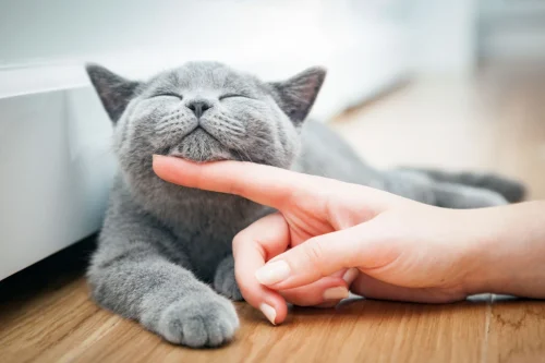 Hình nền dễ thương 9