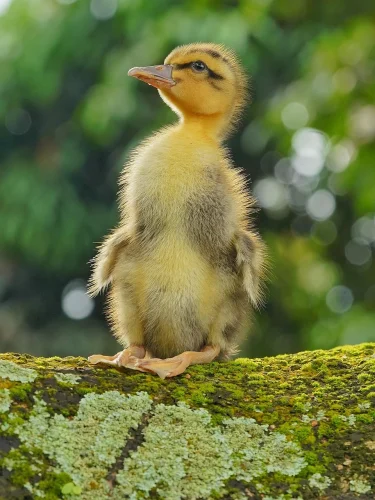 Hình nền dễ thương 3