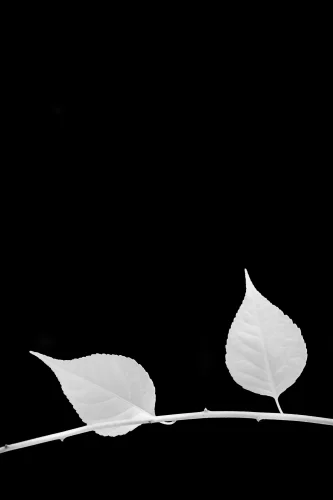 Hình nền đen 47