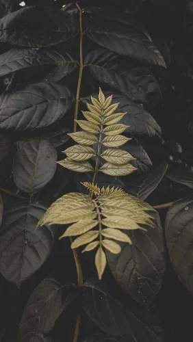 Hình nền đen 50