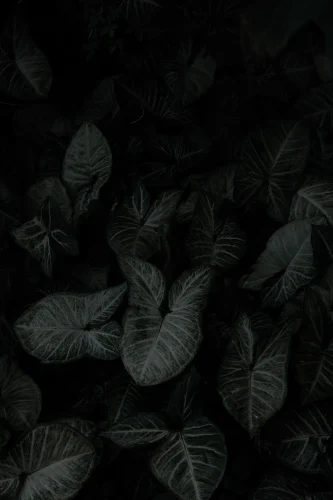 Hình nền đen 104