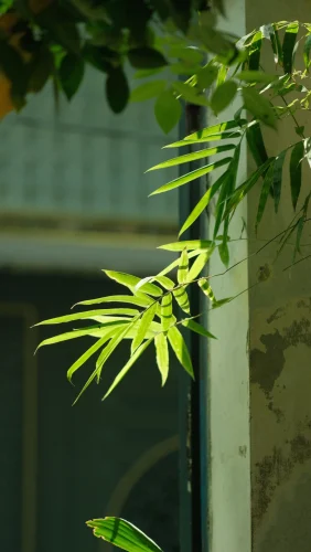 Hình nền điện thoại 10