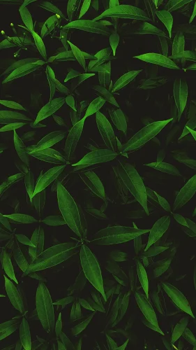 Hình nền điện thoại 18