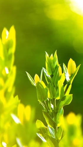 Hình nền điện thoại 21