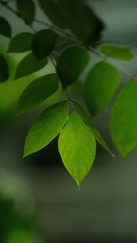 Hình nền điện thoại 23
