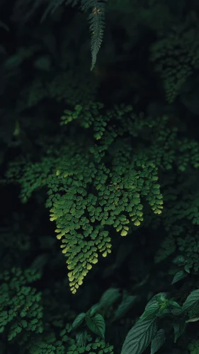 Hình nền điện thoại 27