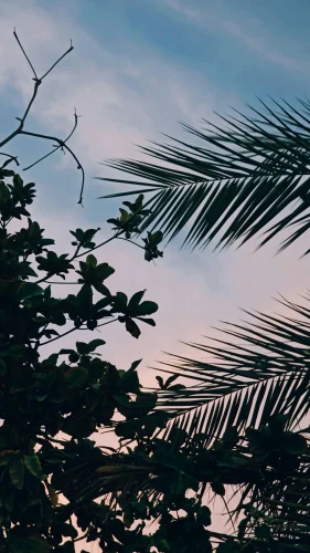 Hình nền điện thoại 39