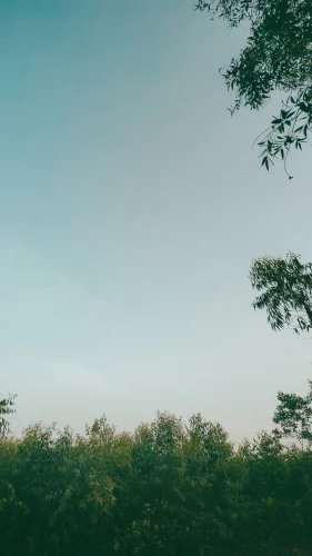 Hình nền điện thoại 44