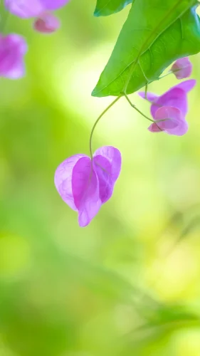 Hình nền điện thoại 45