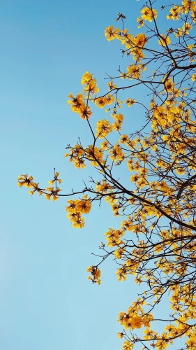 Hình nền điện thoại 46