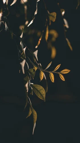 Hình nền điện thoại 56