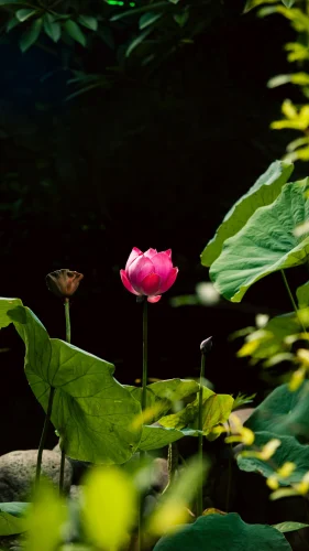 Hình nền điện thoại 59