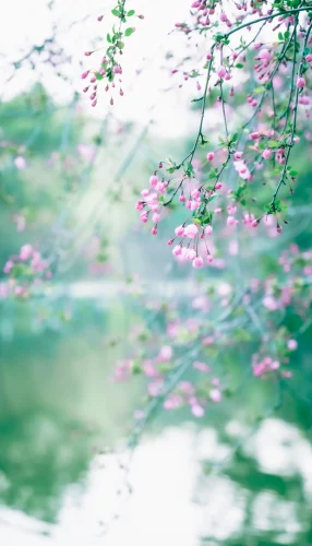 Hình nền điện thoại 63