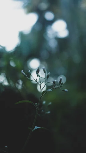 Hình nền điện thoại 64
